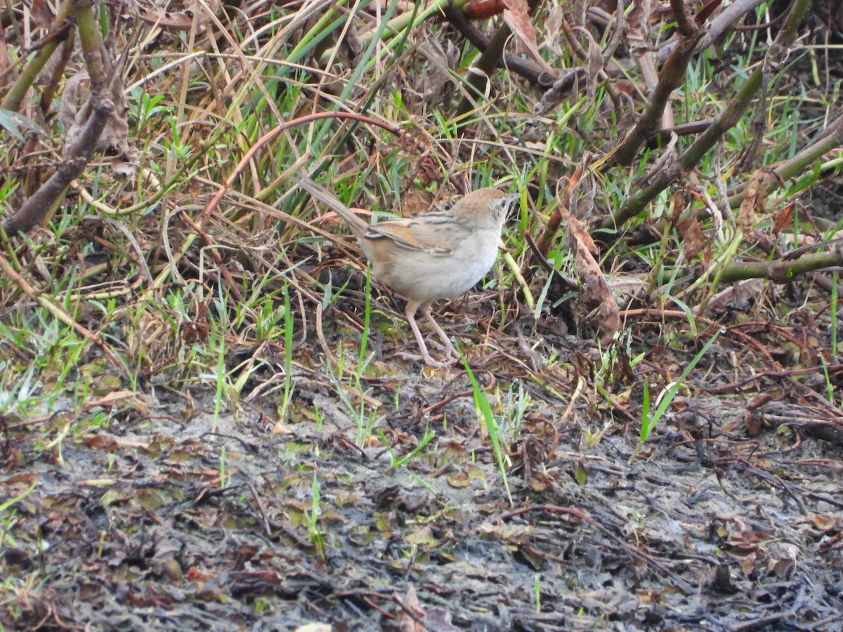 Tawny Grassbird - ML642643830