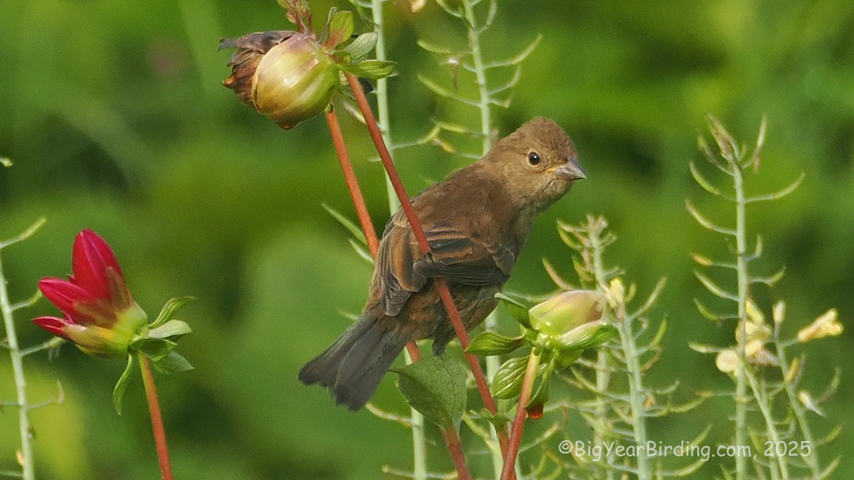Indigo Bunting - ML642643844