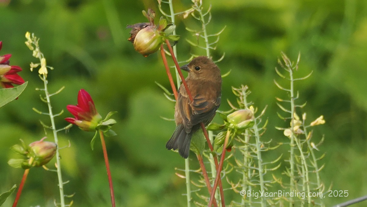 Indigo Bunting - ML642643845