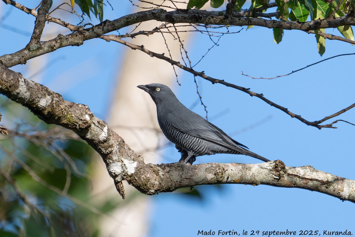 Barred Cuckooshrike - ML642643864