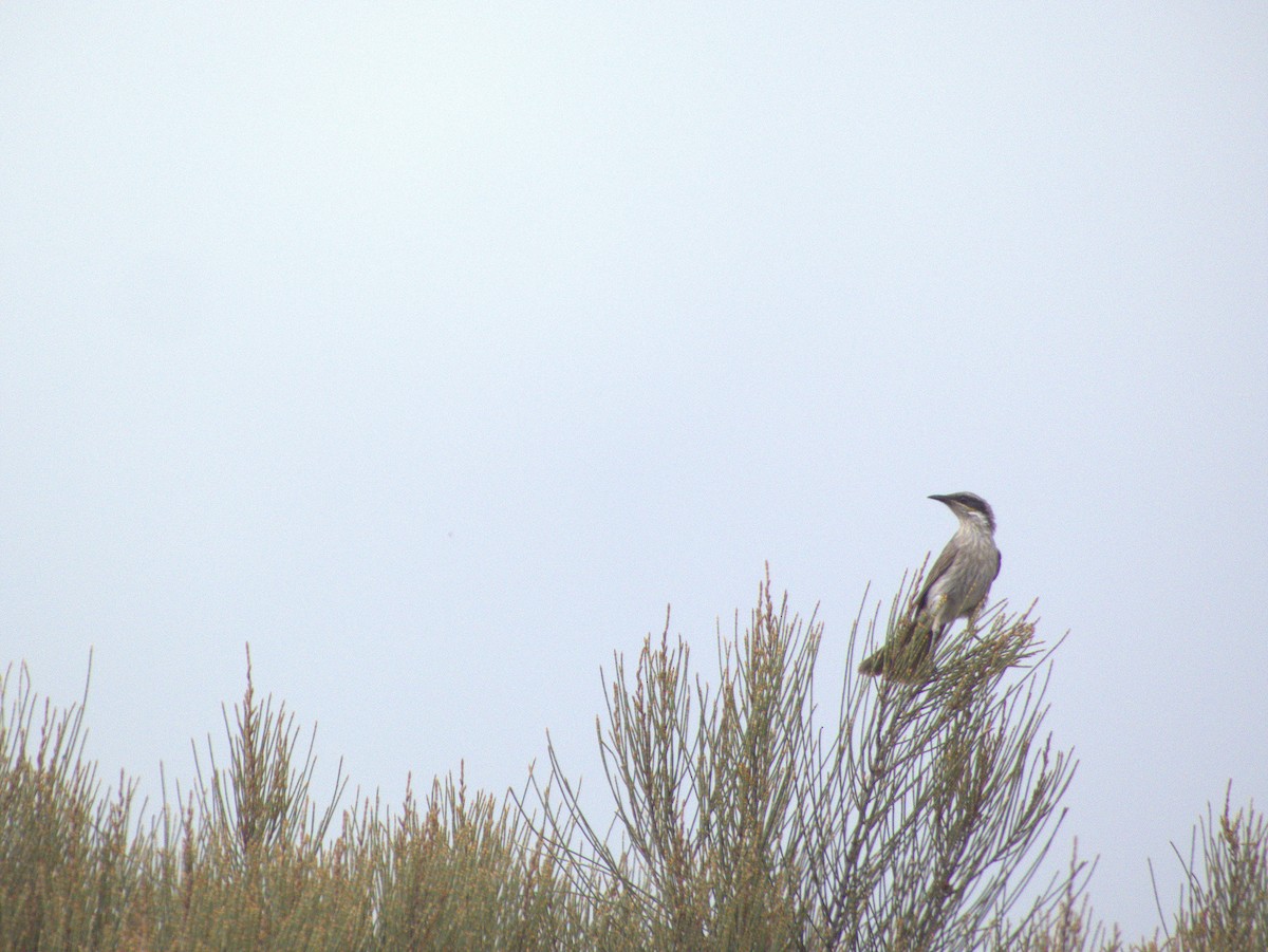 Singing Honeyeater - ML642643877