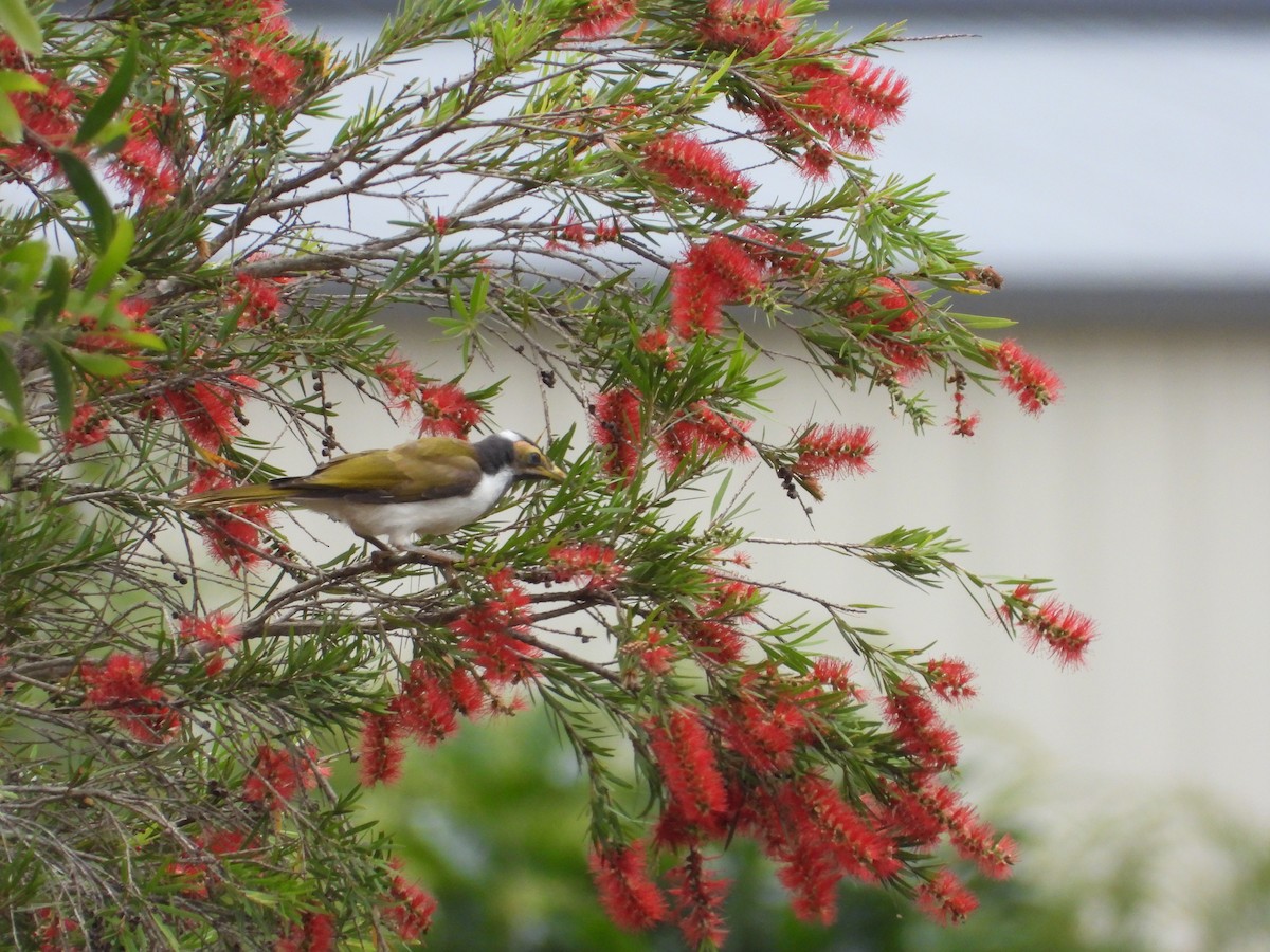 Blue-faced Honeyeater - ML642643881