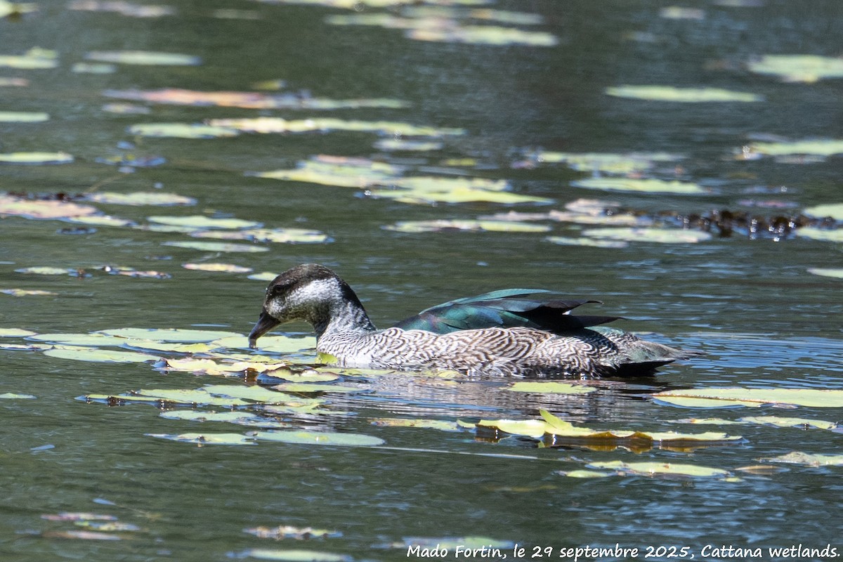 Green Pygmy-Goose - ML642643882