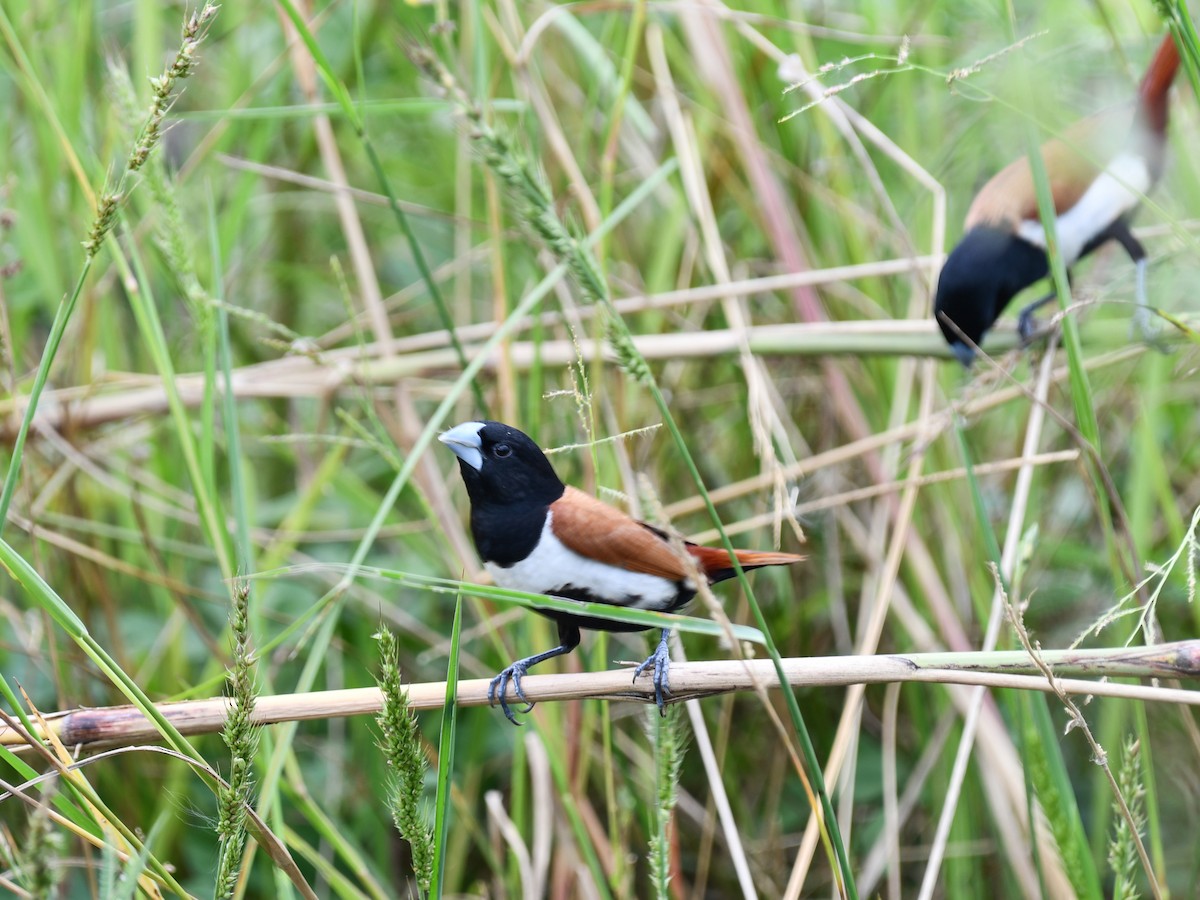 Tricolored Munia - ML642643887