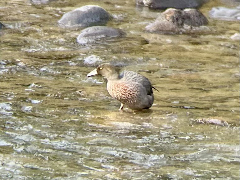 Blue Duck - ML642643892