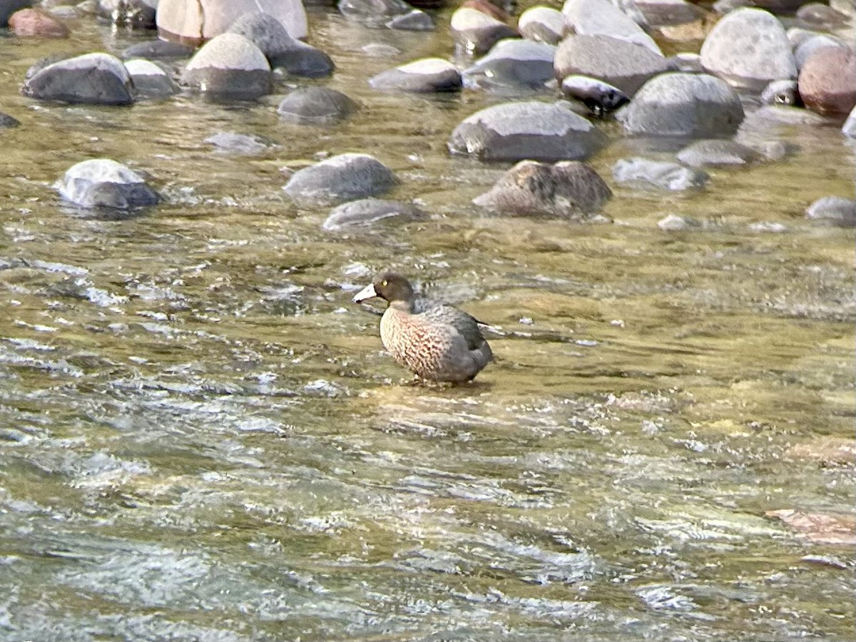 Blue Duck - ML642643893