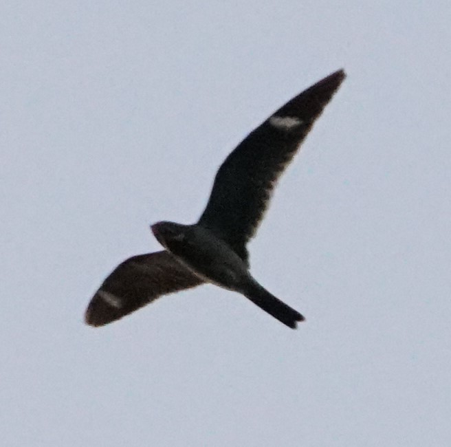 Common Nighthawk - ML642643904