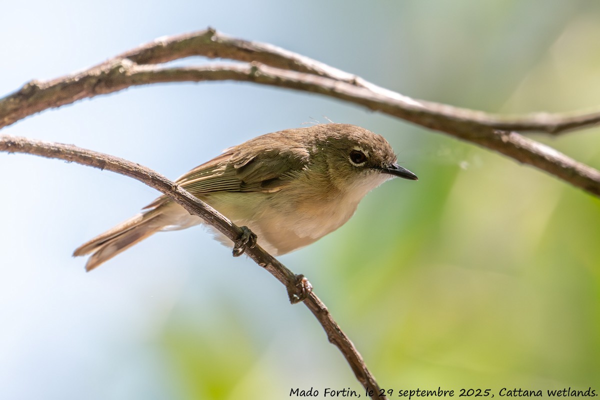 Large-billed Gerygone - ML642643905