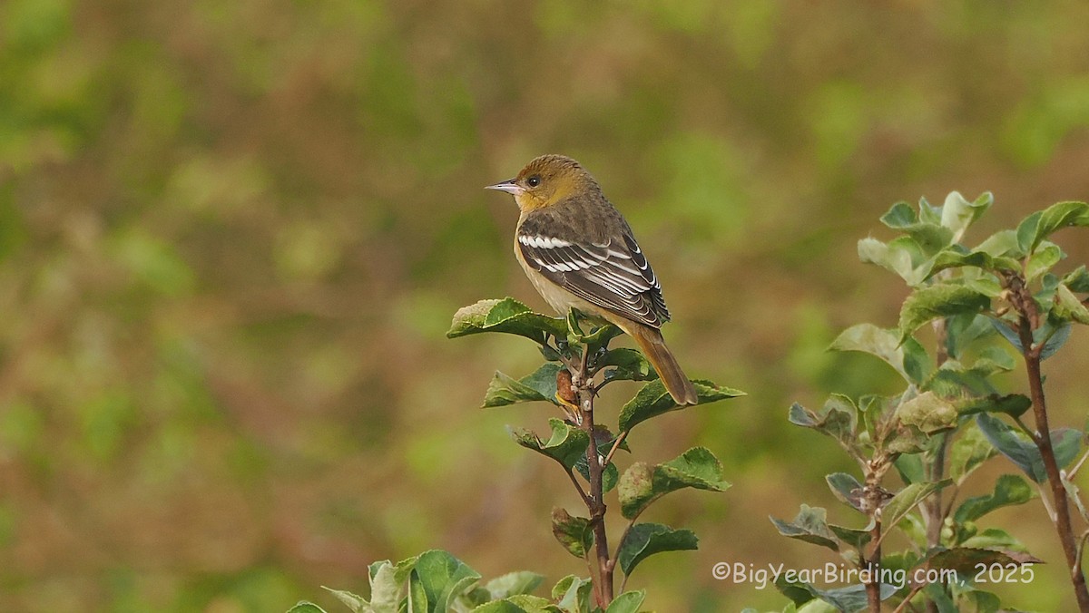 Baltimore Oriole - ML642643906
