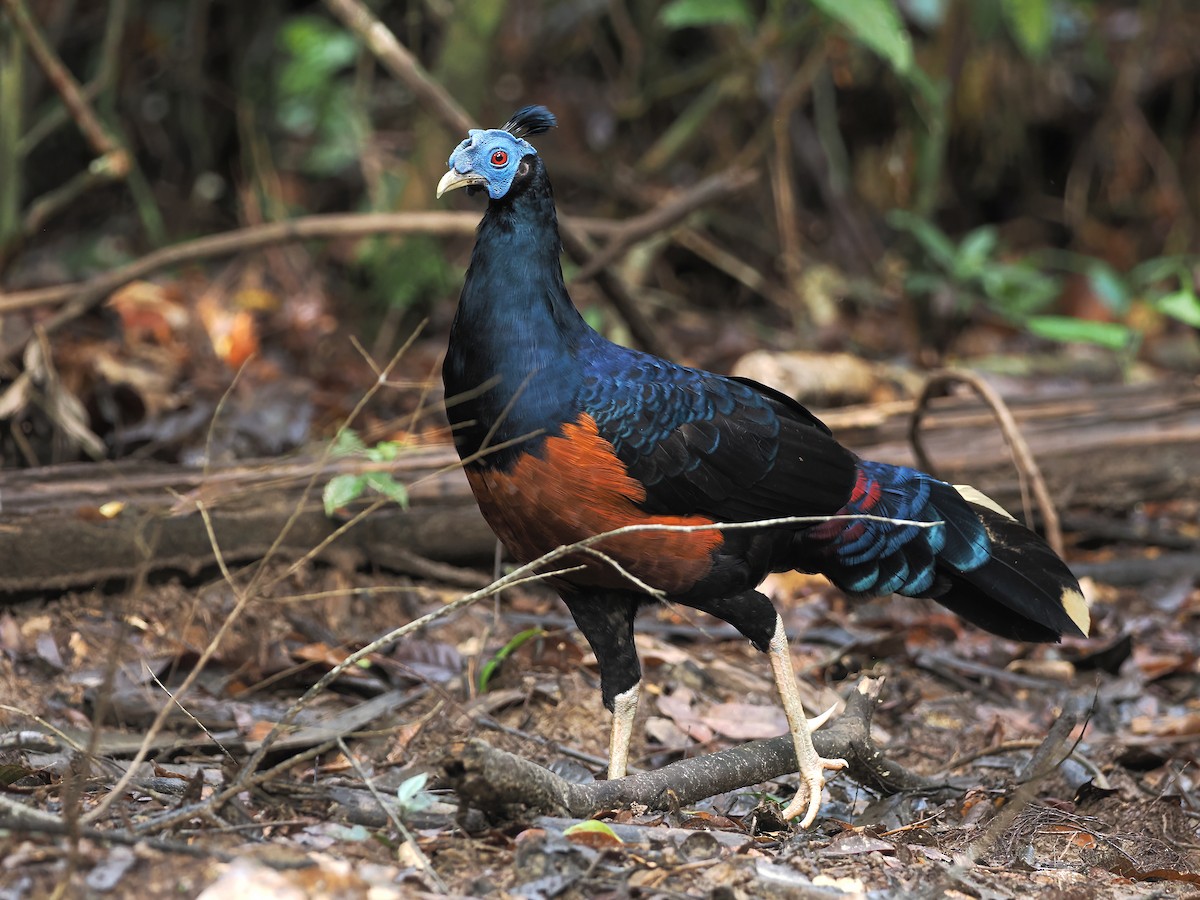 Borneo Mavi İbikli Sülünü - ML642643920