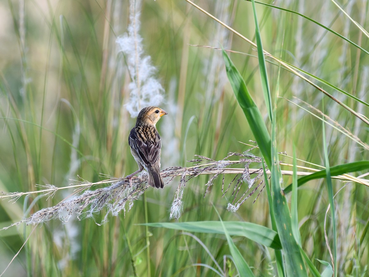 Baya Weaver - ML642643921