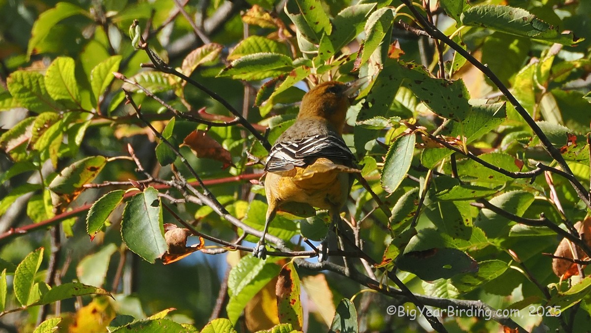 Baltimore Oriole - ML642643927