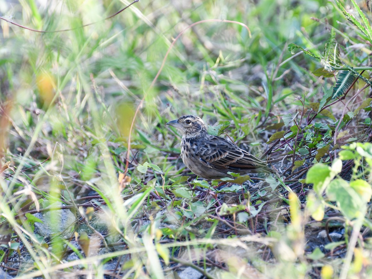 Bengal Bushlark - ML642643929