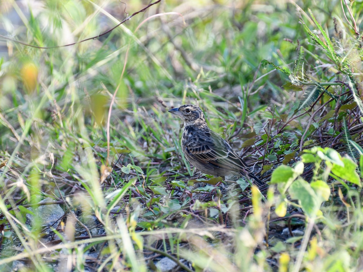 Bengal Bushlark - ML642643930