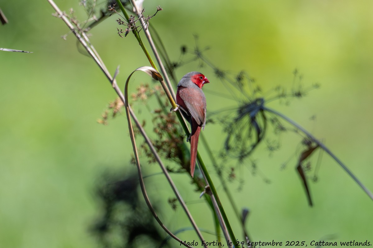 Crimson Finch - ML642643934