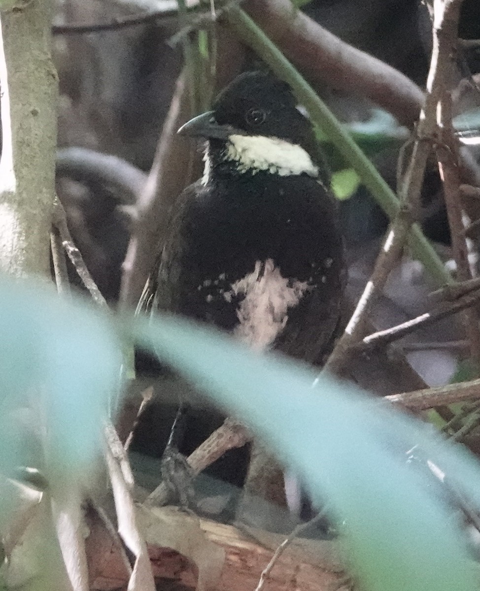 Eastern Whipbird - ML642643935