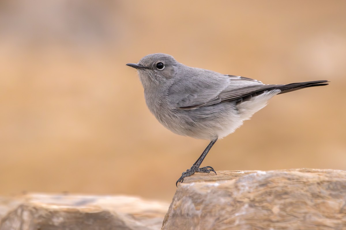 Blackstart - ML642643940
