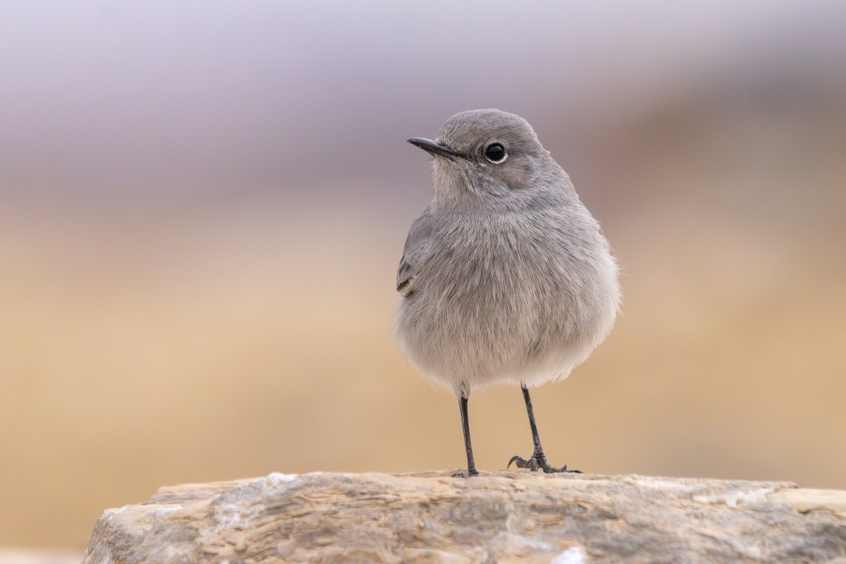 Blackstart - ML642643941