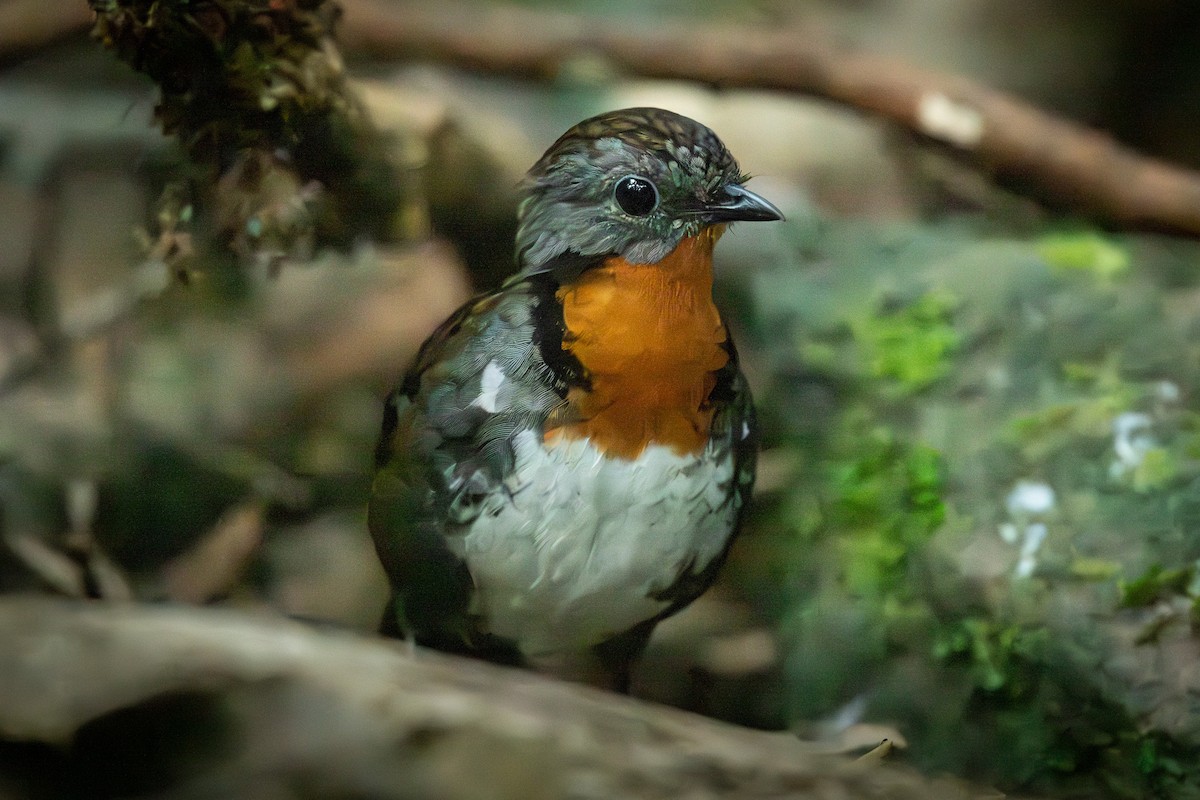 Australian Logrunner - ML642643947