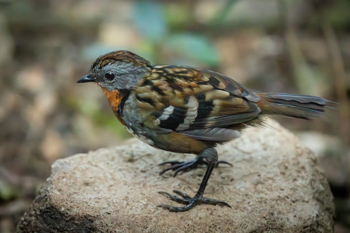Australian Logrunner - ML642643948