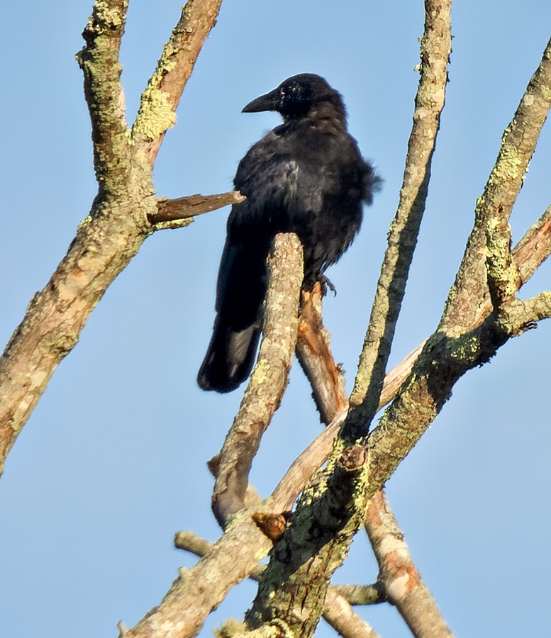 American Crow - ML642643949