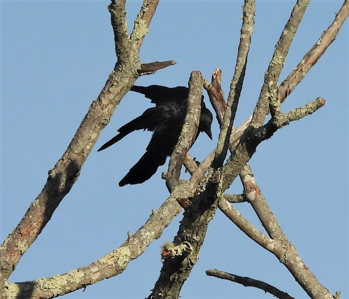 American Crow - ML642643950