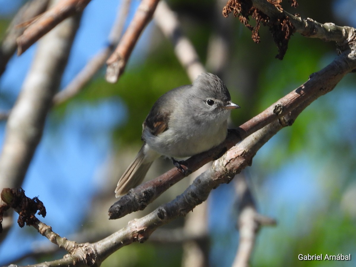 Southern Beardless-Tyrannulet - ML642643968