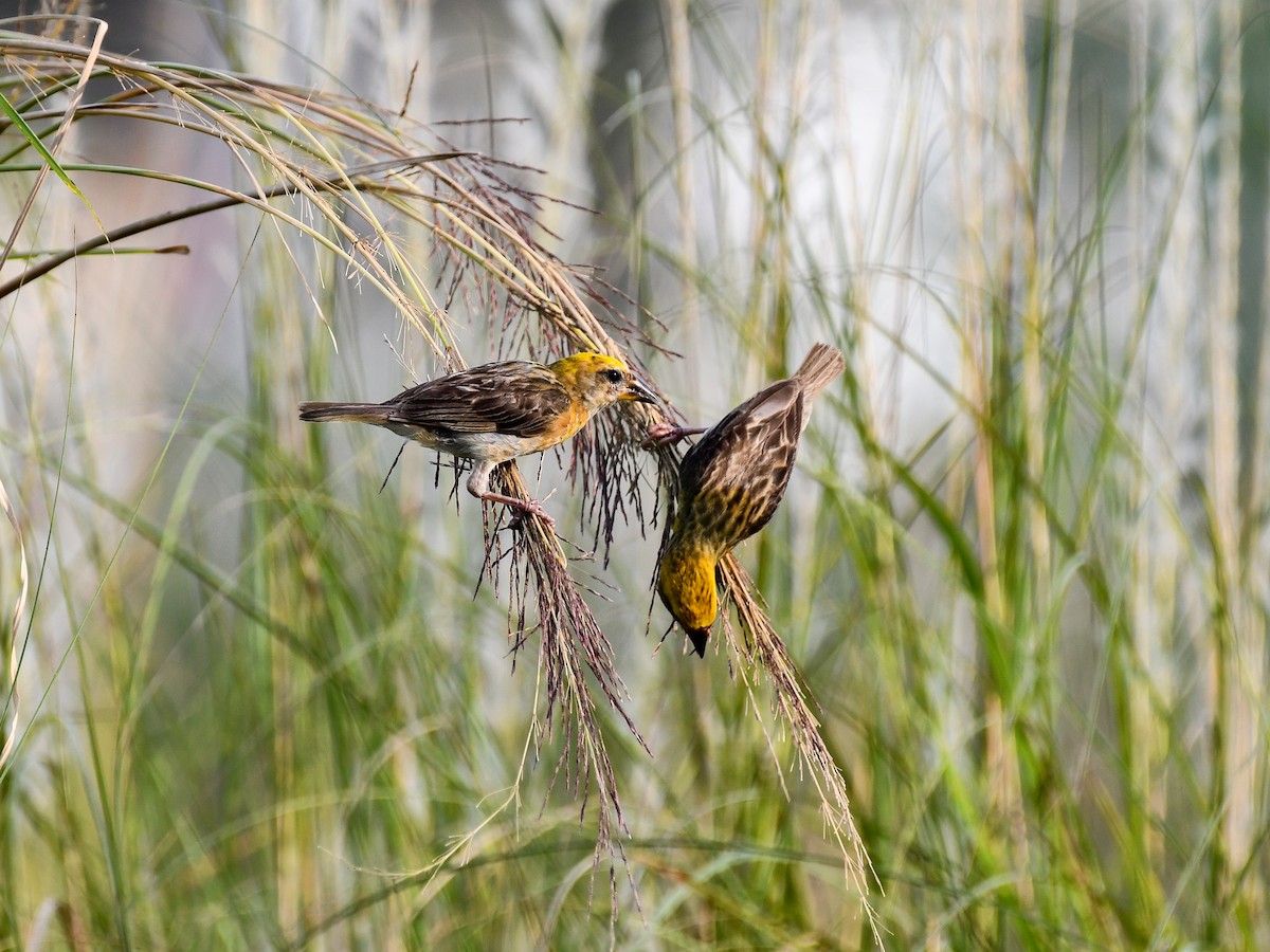 Baya Weaver - ML642643972