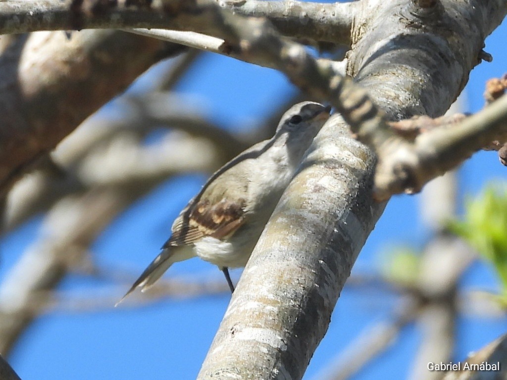 Southern Beardless-Tyrannulet - ML642643974