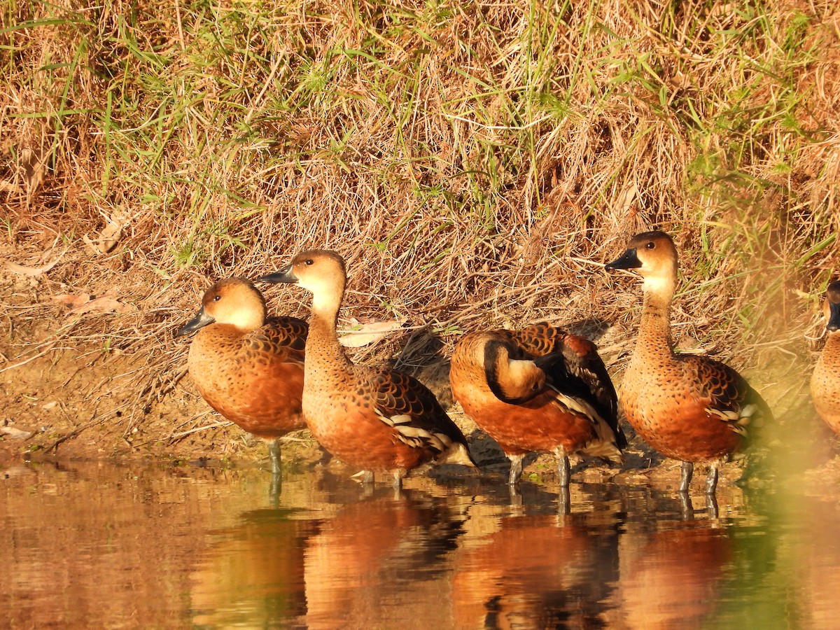 Wandering Whistling-Duck - ML642643977