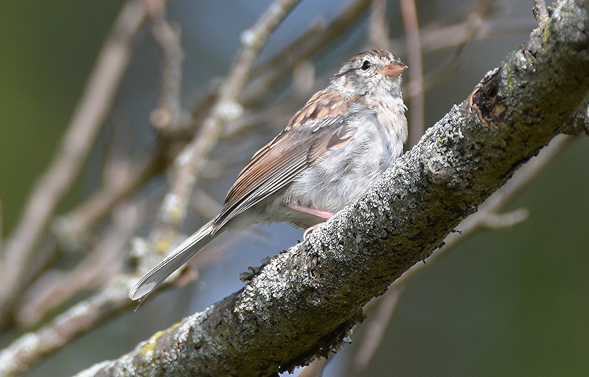 Chipping Sparrow - ML642644003