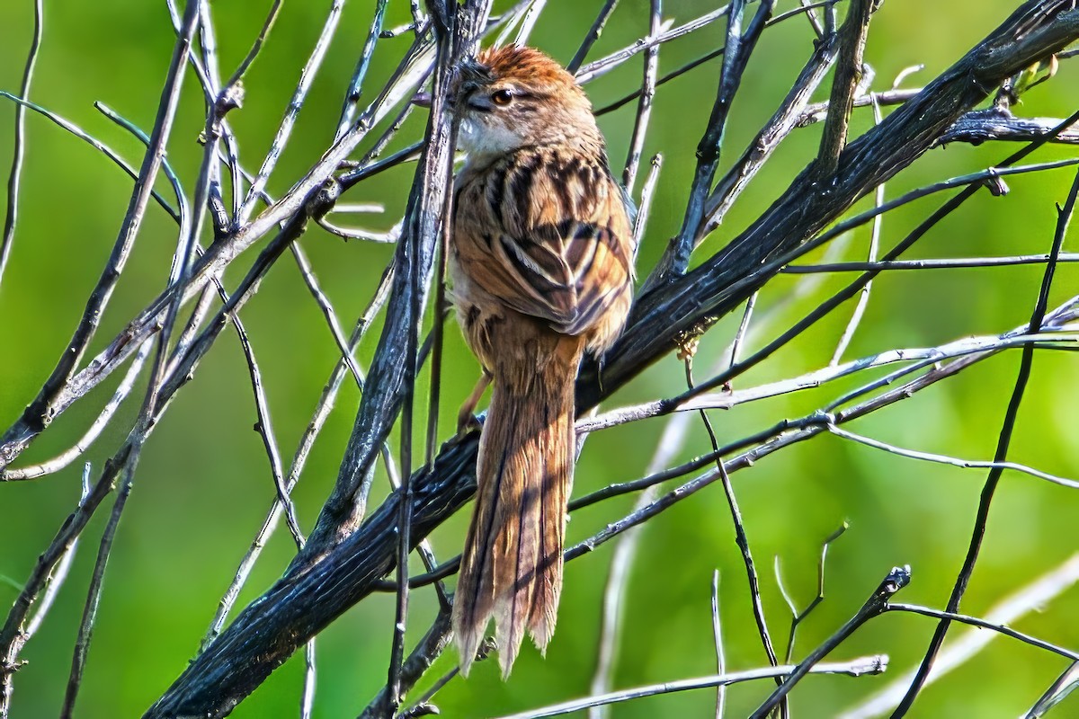 Tawny Grassbird - ML642644004