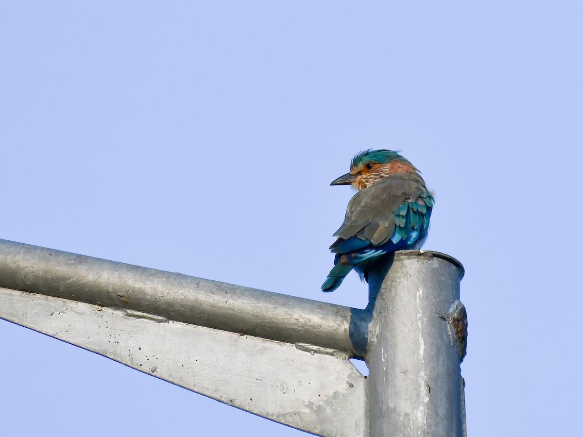 Indian Roller - ML642644011