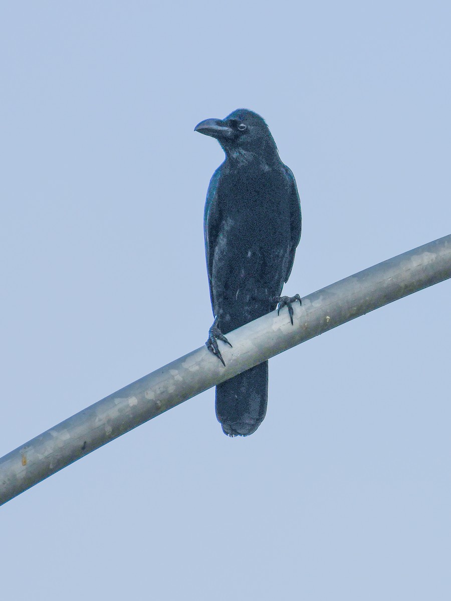 Large-billed Crow (Indian Jungle) - ML642644015