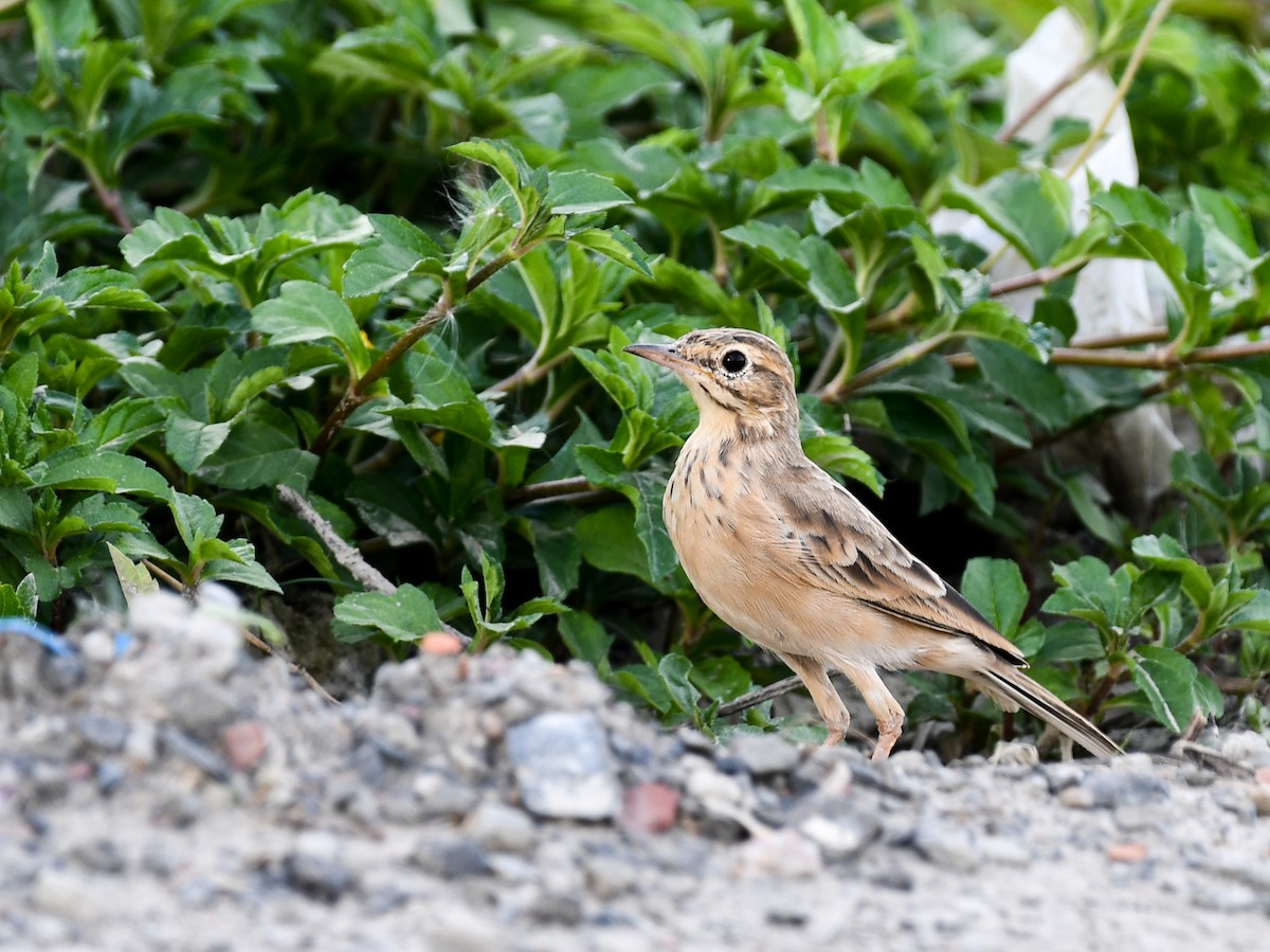 Paddyfield Pipit - ML642644025