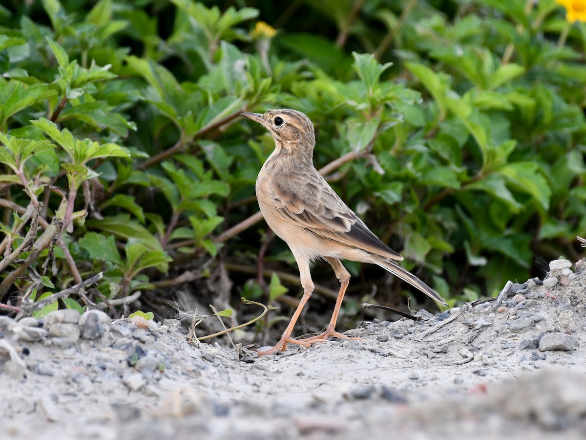 Paddyfield Pipit - ML642644026