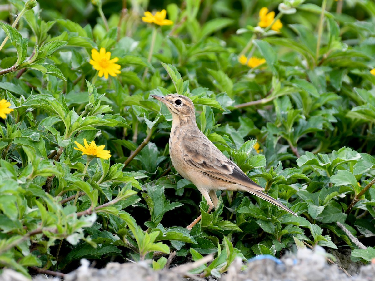 Paddyfield Pipit - ML642644027