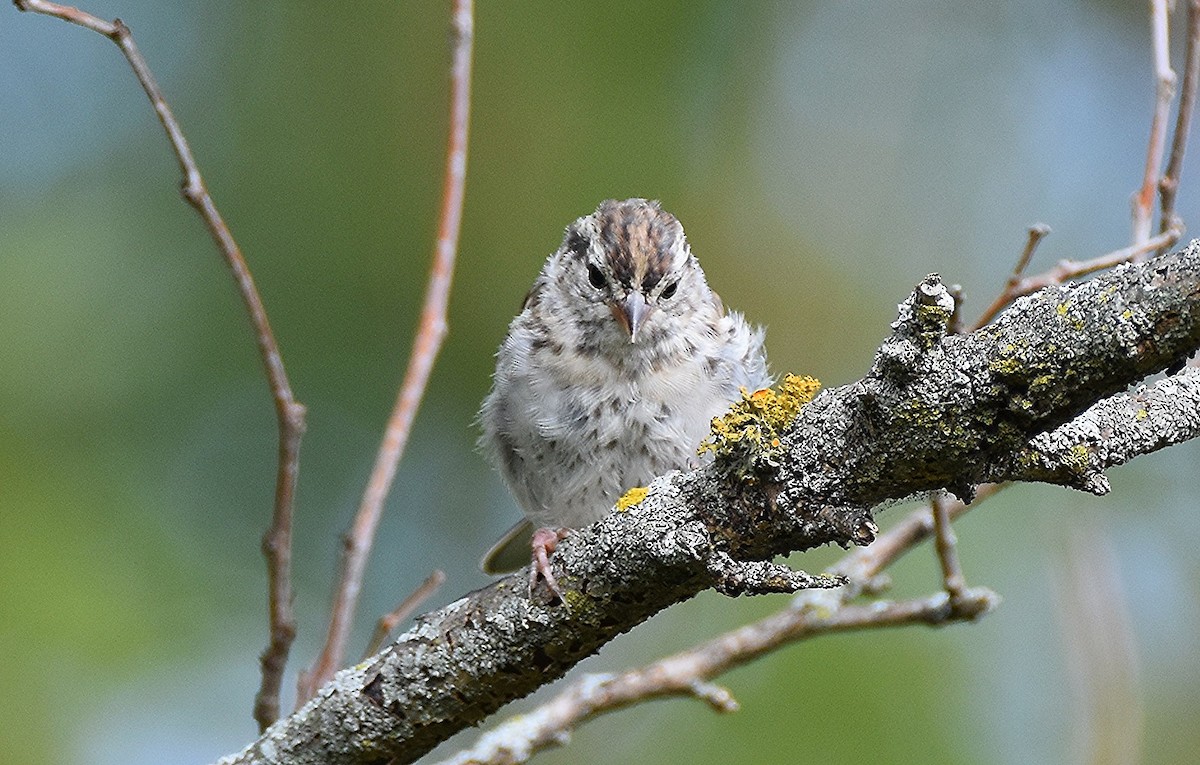 Chipping Sparrow - ML642644030