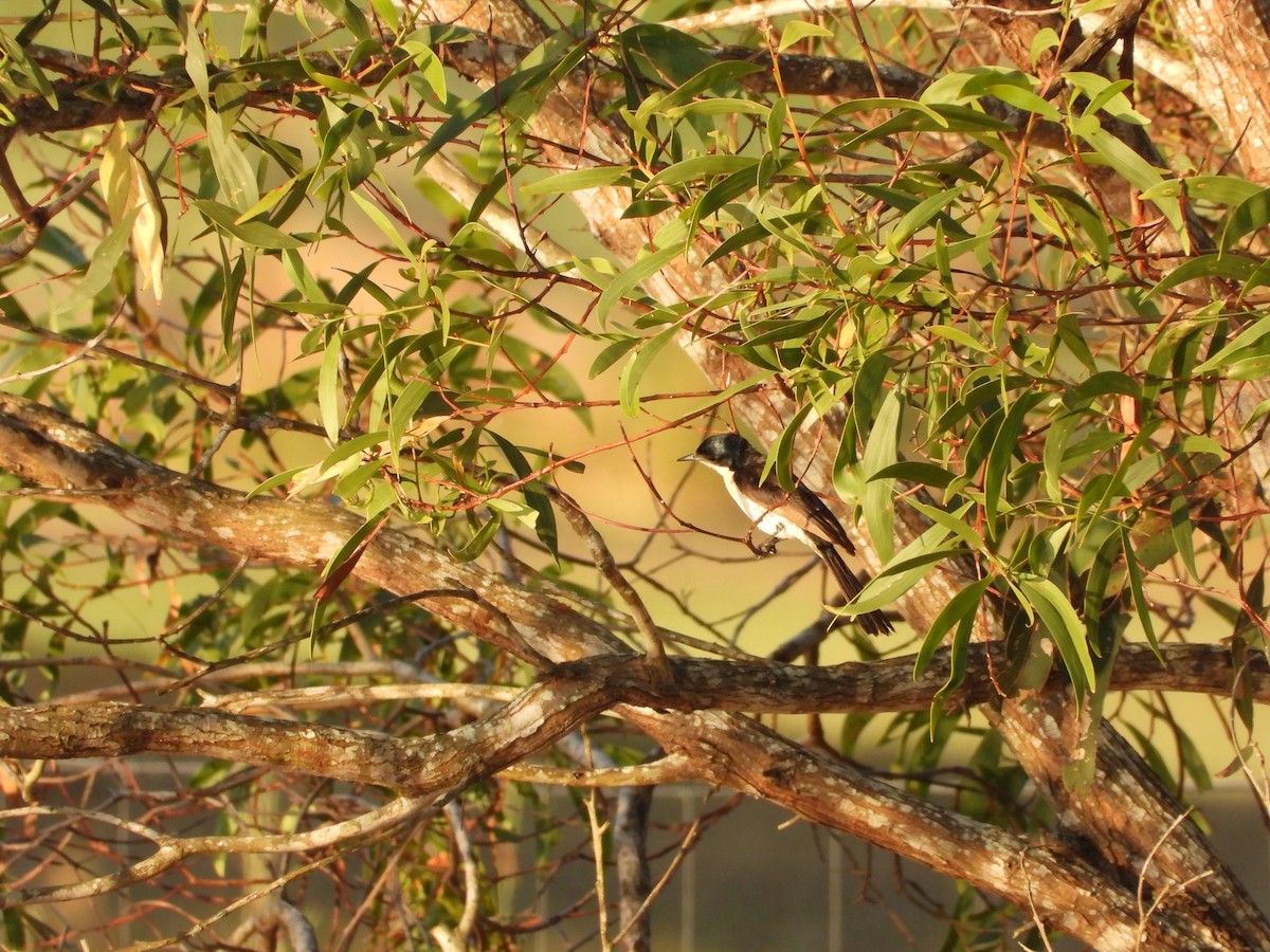 Restless Flycatcher - ML642644044