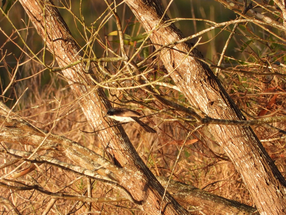 Restless Flycatcher - ML642644045