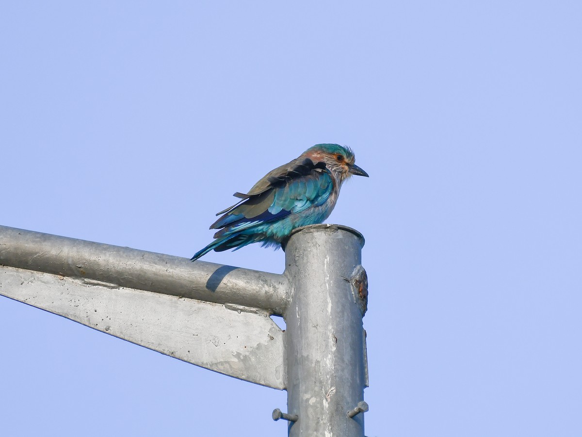 Indian Roller - ML642644046