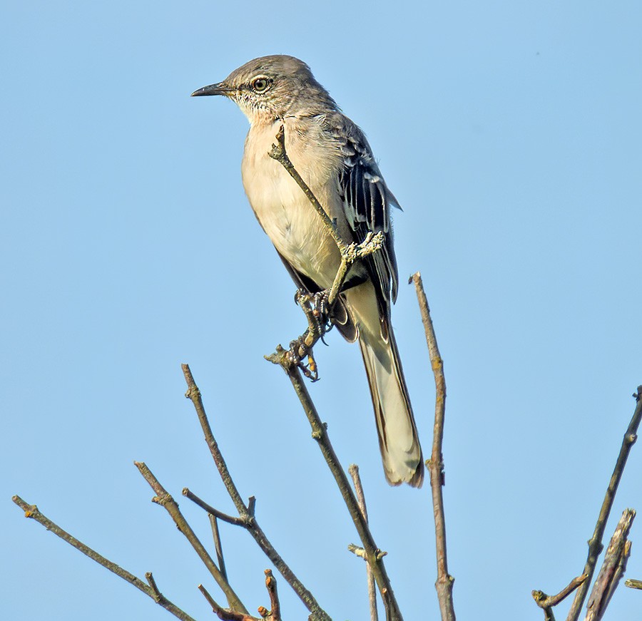 Northern Mockingbird - ML642644052