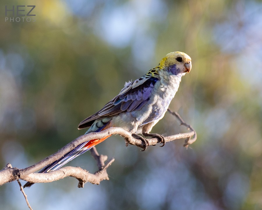 Pale-headed Rosella - ML642644063