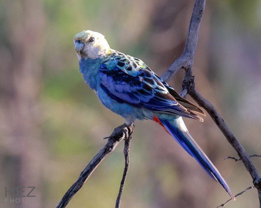 Pale-headed Rosella - ML642644064