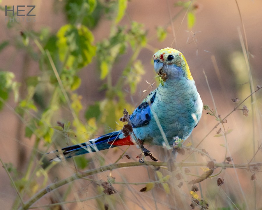 Pale-headed Rosella - ML642644065