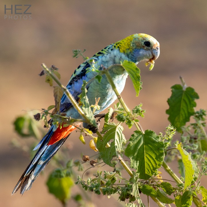 Pale-headed Rosella - ML642644066