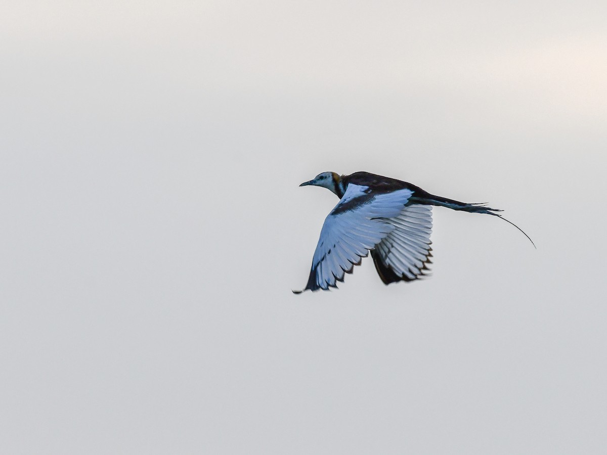 Pheasant-tailed Jacana - ML642644069