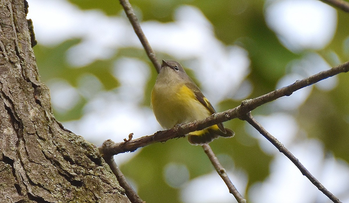 American Redstart - ML642644088