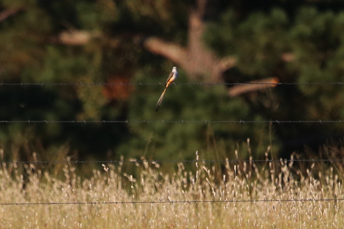 Scissor-tailed Flycatcher - ML642644089