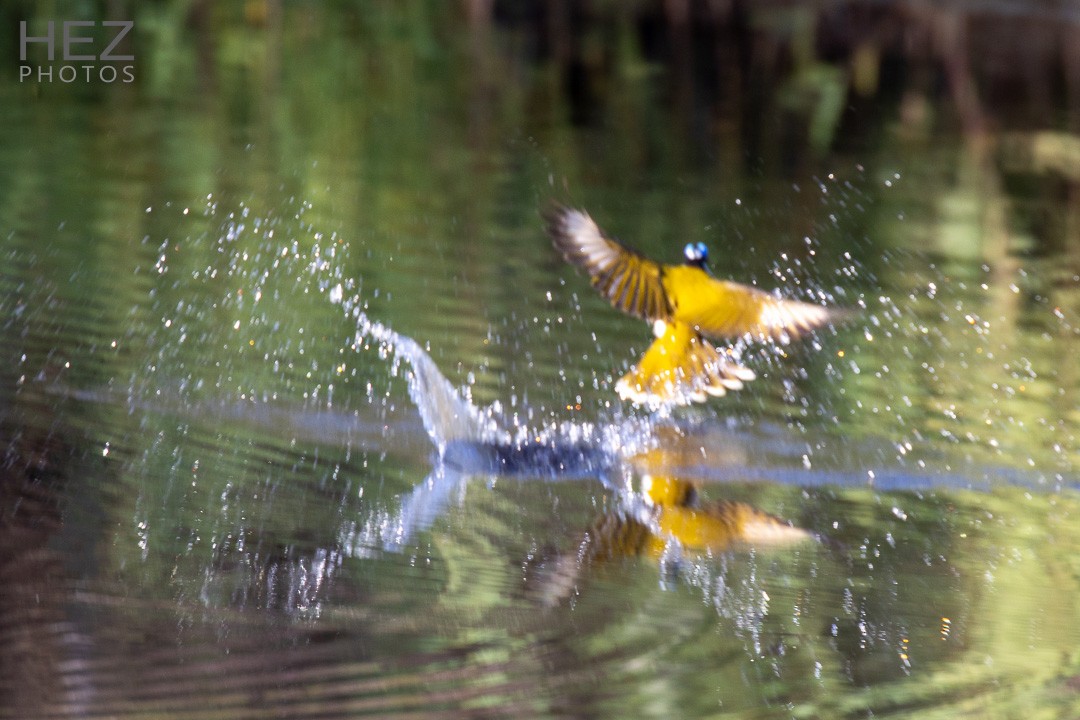 Blue-faced Honeyeater - ML642644091
